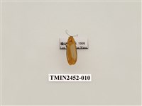 藏品(藍緣苔蛾)的圖片